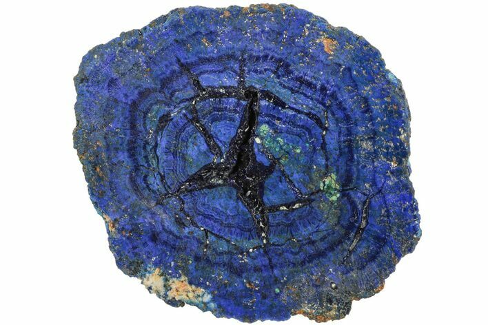 Vivid Blue, Cut/Polished Azurite & Malachite Nodule Slice #209482